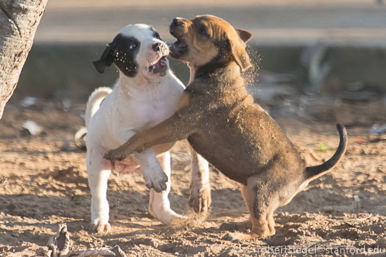 puppies